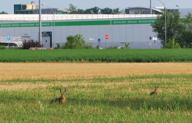 Alla ricerca di un lavoro